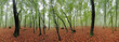 Spring forest 360 panorama at mist
