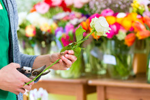 Florist Arbeitet Im Blumenladen Mit Blumen