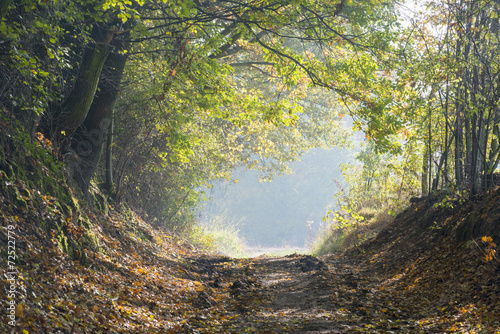 Obraz w ramie Autumn forest road.