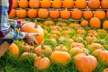 Wall Mural - Closeup on young woman holding pumpkin