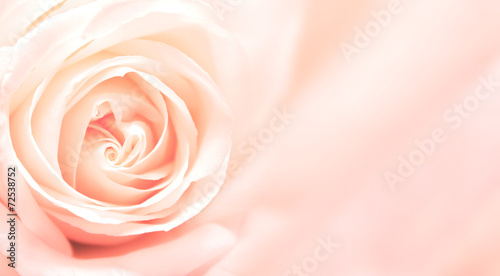 Naklejka na szafę Banner with pink rose