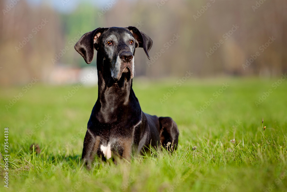 black great dane dog lying down outdoors - obrazy, fototapety, plakaty 