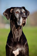 black great dane dog portrait outdoors