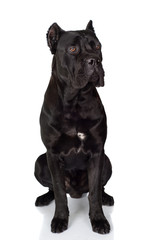 Poster - black cane corso dog sitting on white