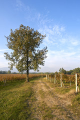 Wall Mural - vigne