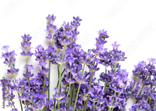 Naklejka dekoracyjna bunch of lavender isolated on white