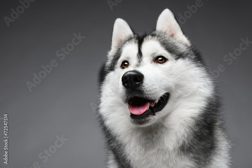 portret-husky-syberyjski-na-szarym-tle