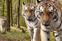 Curious Tigers In The Forest