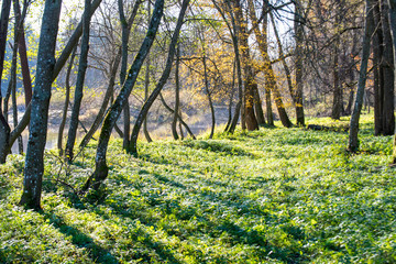 bright green park landscape with sun rays and shadows