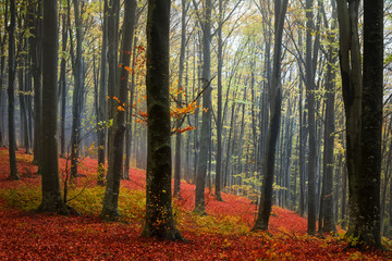  Red leaves and a foggy day in the forest