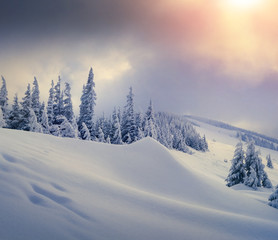 Trees covered with hoarfrost and snow in mountains.