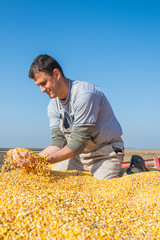 Wall Mural - farmer holding ripe corns