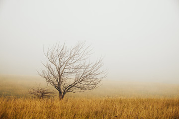 Wall Mural - Lonely tree in the fog