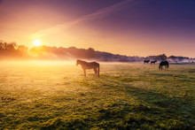 Horses Grazing On Pasture
