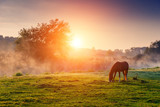Fototapeta Konie - horses grazing on pasture