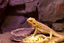 Lizard Next To Plate Of Food