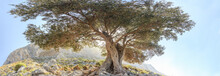 Centuries Old Branchy Olive Tree Panoramic View