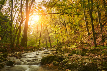 Wall Mural - Stream in the autumnal forest