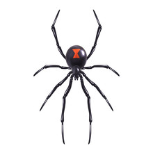 Realistic Spider Isolated