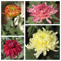 chrysanthemum flowers collection, images from festival in Beijin