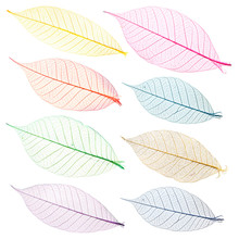Collection Of Multi-colored Leaves For Design.
