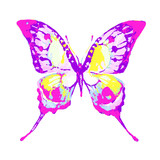 Fototapeta Motyle - butterfly171