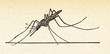 Mosquito Anopheles claviger