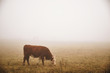 Cow in the fog