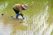 © voranat - Farmer planting rice
