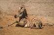 Baby zebra staat op.