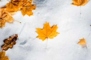 autumn leaves in the snow