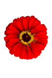 Fototapeta  - Shine red zinnia flower