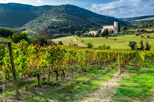 Vineyard on a background th...