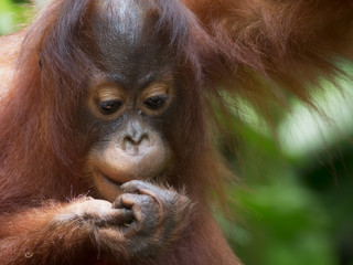 Wall Mural - Borneo Orangutan