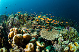 Fototapeta Do akwarium - Coral reef, fishes in Gili Lombok Nusa Tenggara Barat underwater