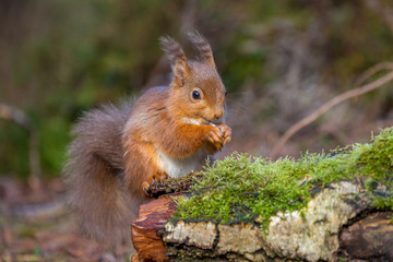 Wall Mural - Red Squirrel sitting feeding in forest