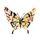 Fototapeta Motyle - butterfly188