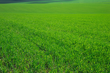 Wall Mural - green grass