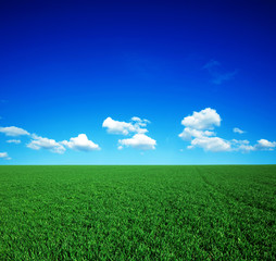 Wall Mural - green field