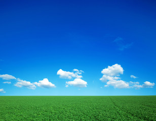 Wall Mural - green field