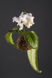 Hanging white flower of streptocarpus in a moss ball