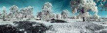 Landscape In The Infrared
