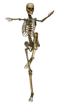 Human Skeleton