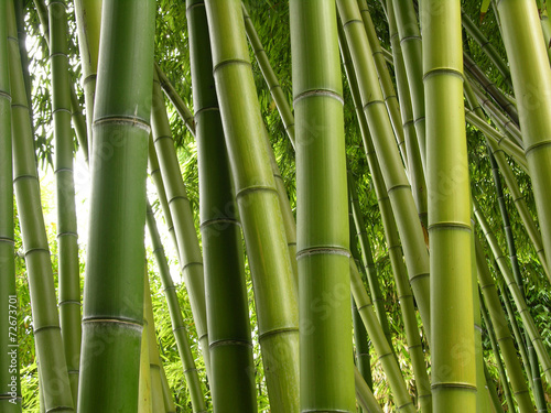 Naklejka na szafę Bamboo Jungle