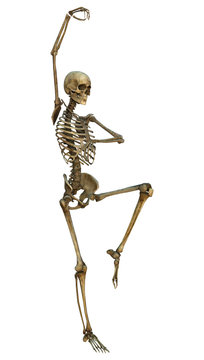 Human Skeleton