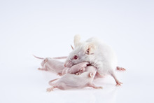 White Laboratory Mice: Mother With Pups