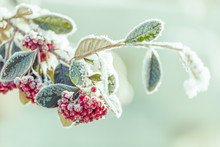Snowy Rowan Berries