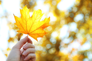 Wall Mural - Hand holding autumnal maple leaf with sunlight