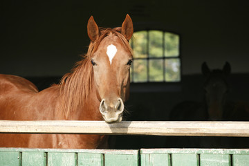 Head shot of a thoroughbred horse looking over stable door