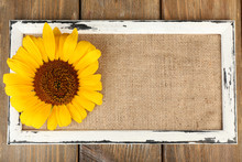 Beautiful Sunflower On Frame On Wooden Background